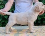 Štenci LABRADOR retrivera